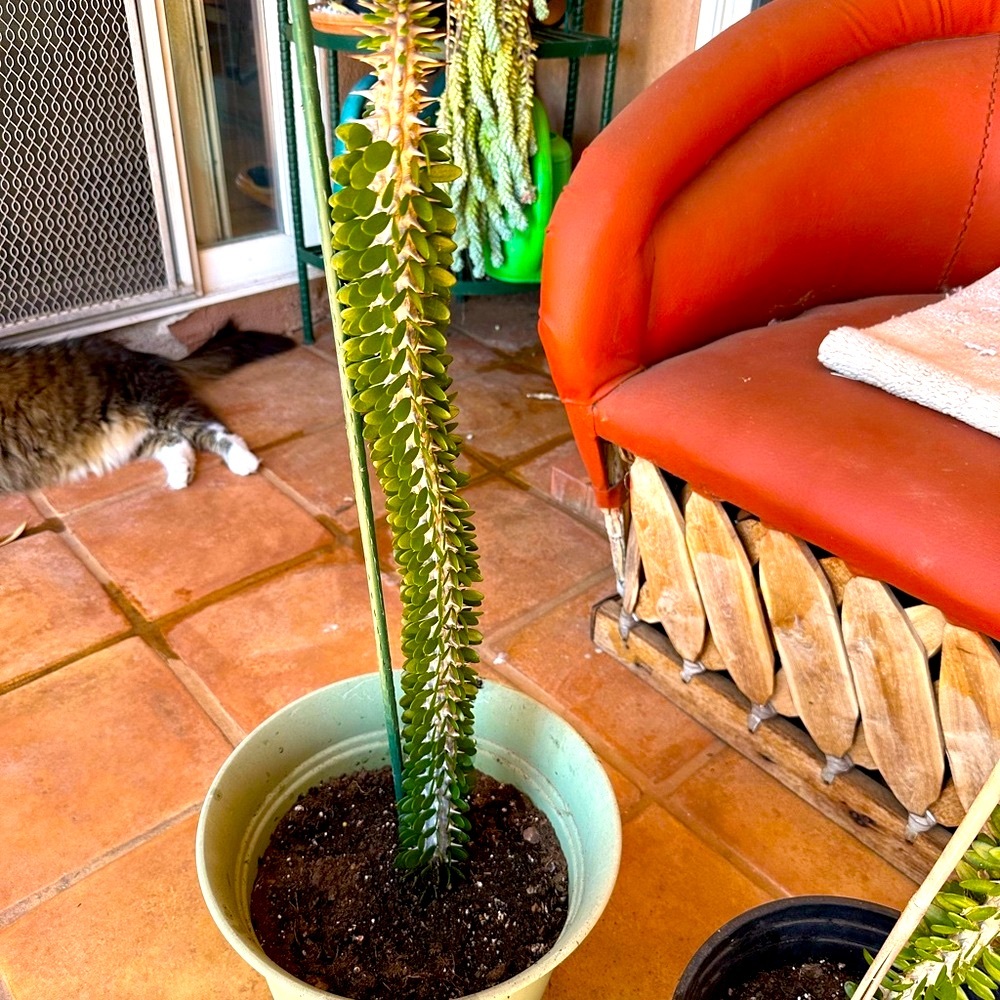 Vibrant Green Spiral Plant for Home Decor